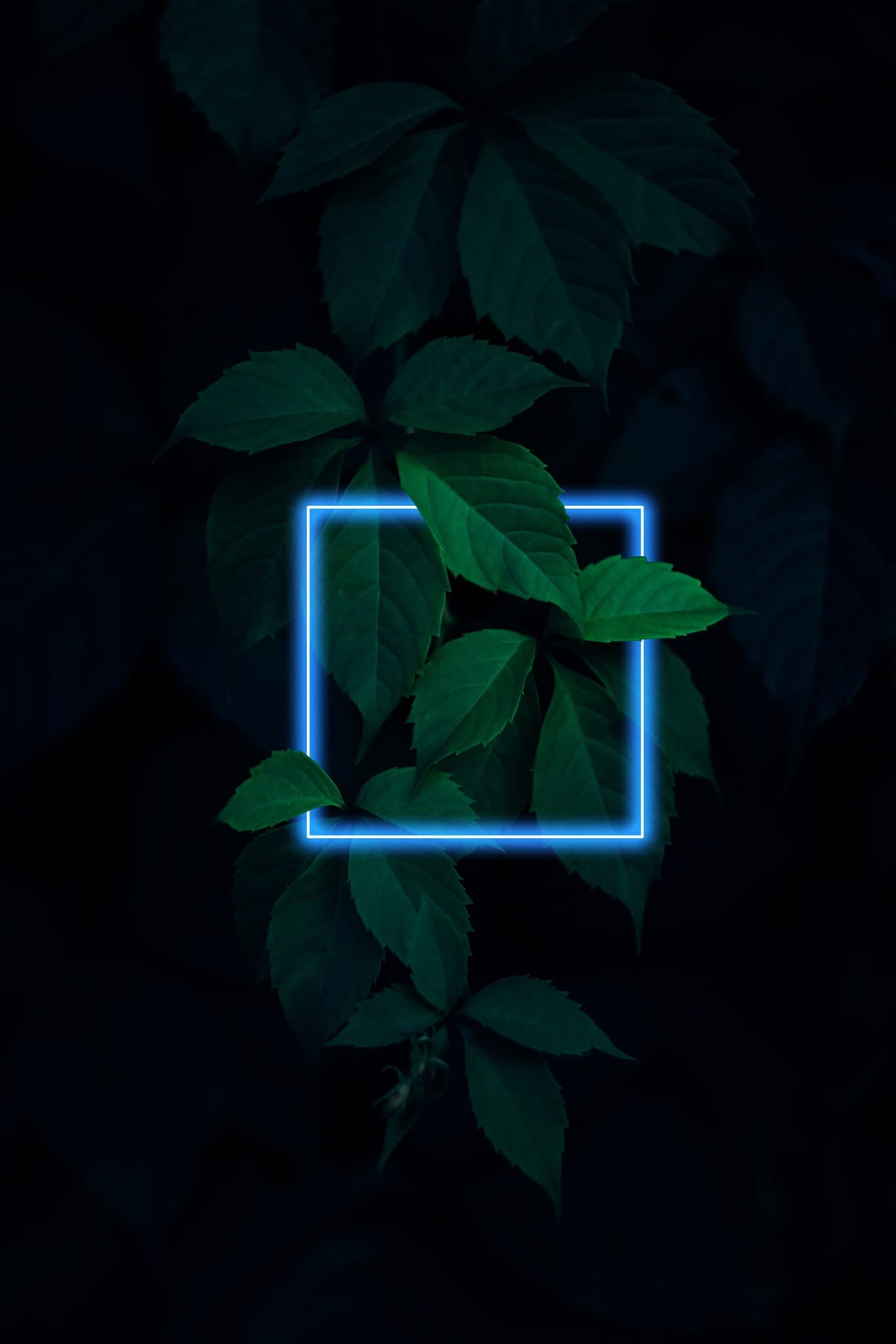 Photo composite: a glowing blue neon square framing green leaves against a dark background