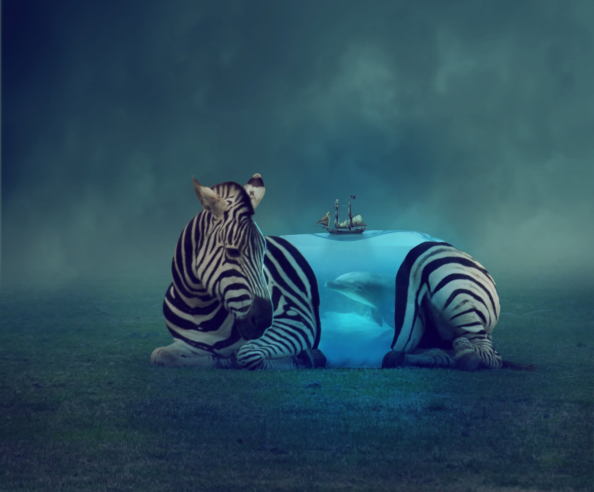 Photo composite: a resting zebra whose body opens onto an ocean with a dolphin and sailing ship
